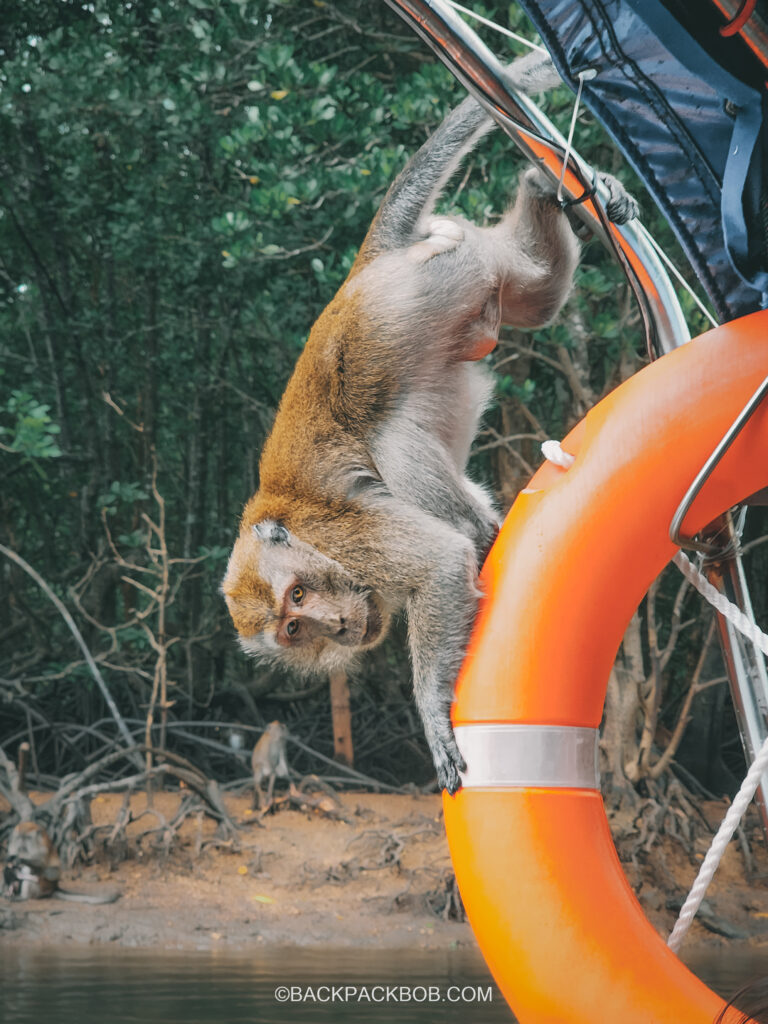 Langkawi Monkey on tourist boat, life ring