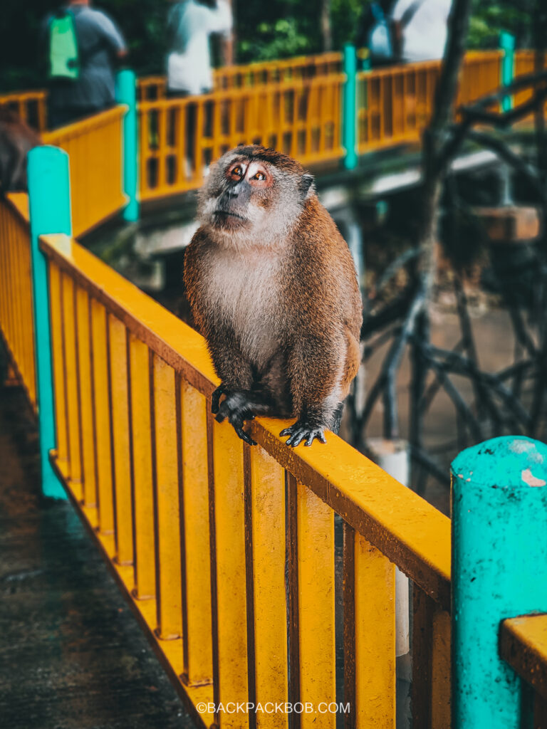 Low aperture photograph of macaque monkey looking for food in Langkawi