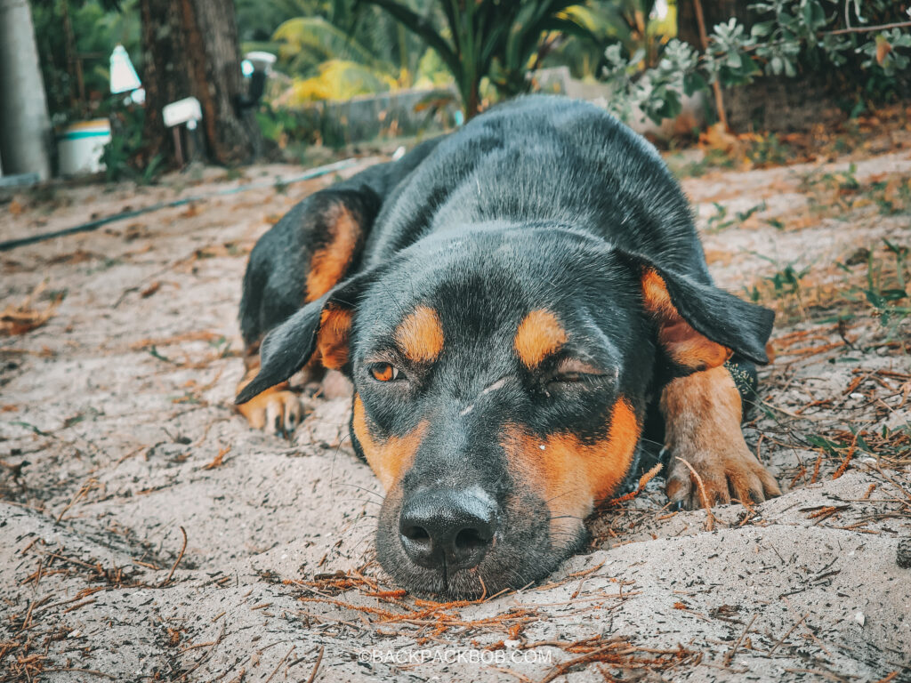 A street dog is sleeping in the sand outside the bungalows of Pawapi Beach Resort in Koh Mook