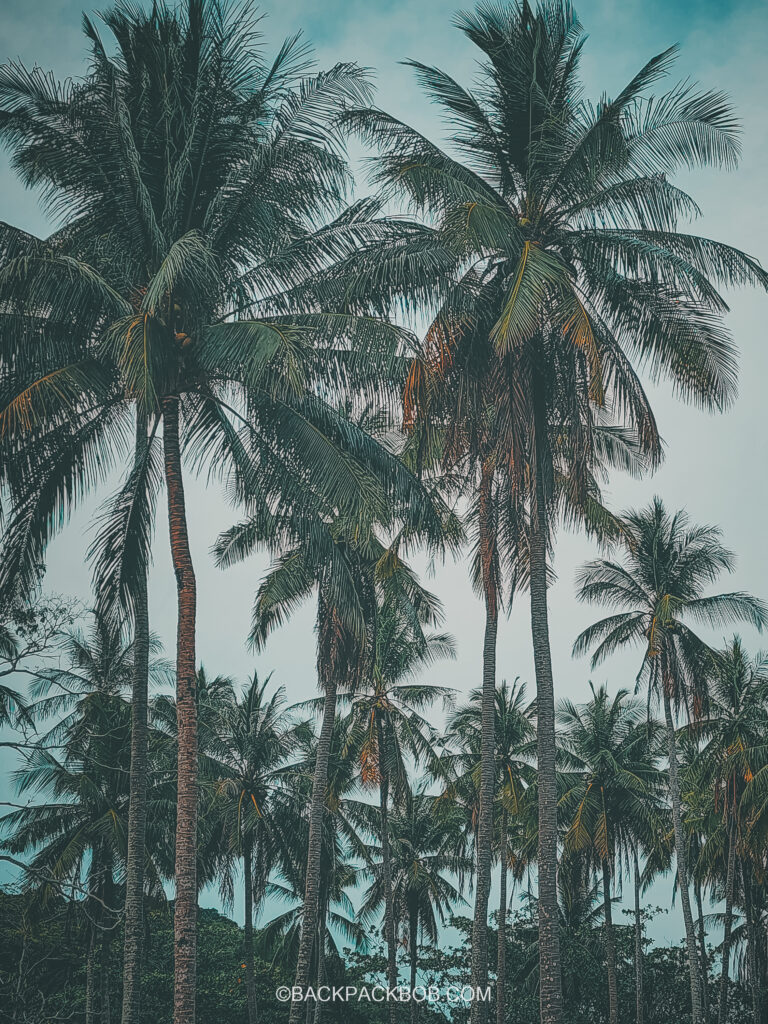 Palm Trees at Pawapi Beach Resort in Koh Mook