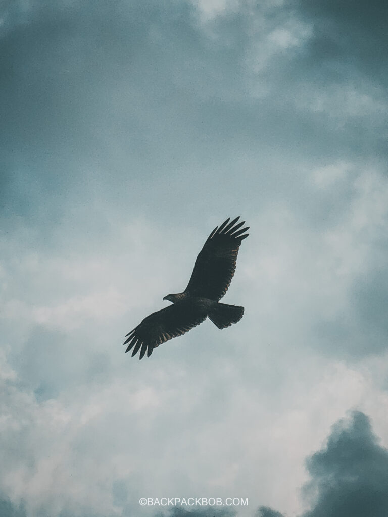 Large Langkawi Eagle Swooping