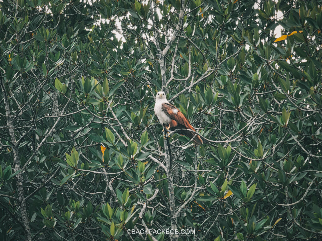 Eagle seen on the Langkawi Mangroves Tour