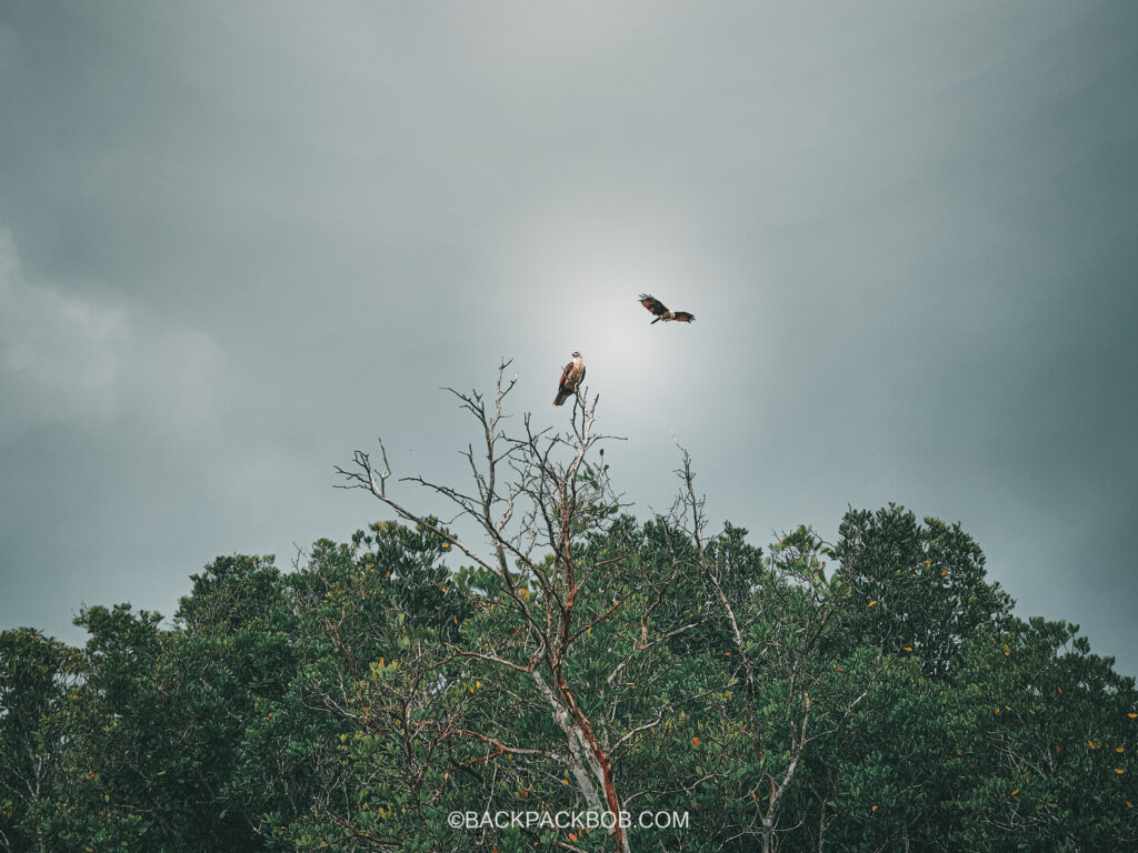 Langkawi red eagles on mangrove tour