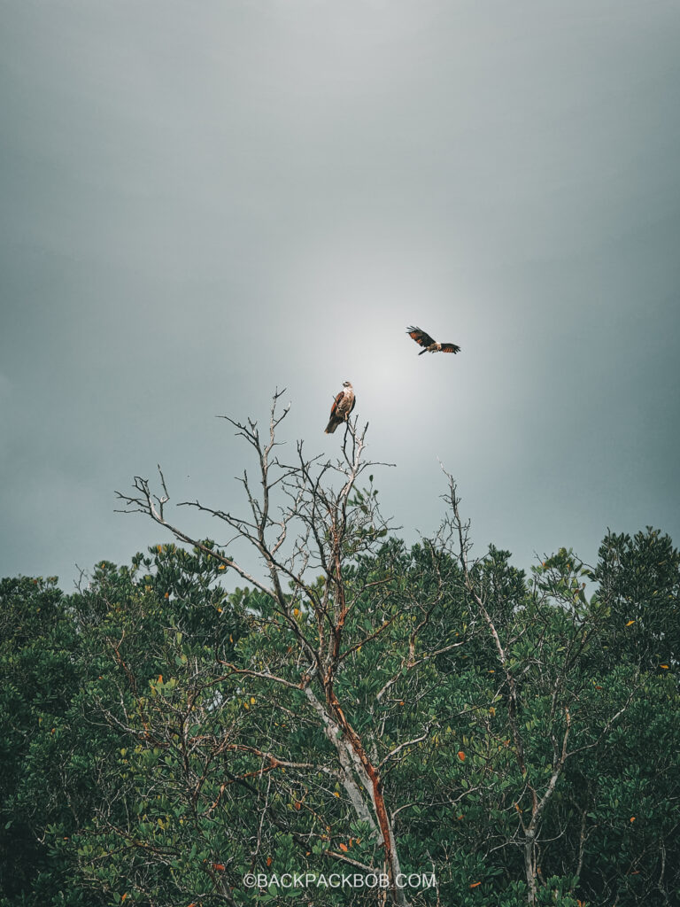 Two Red Eagles in langkawi