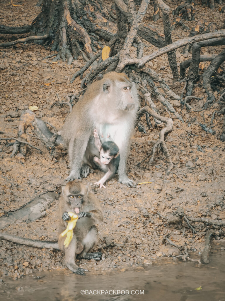 monkey with baby eating in langkawi mangroves