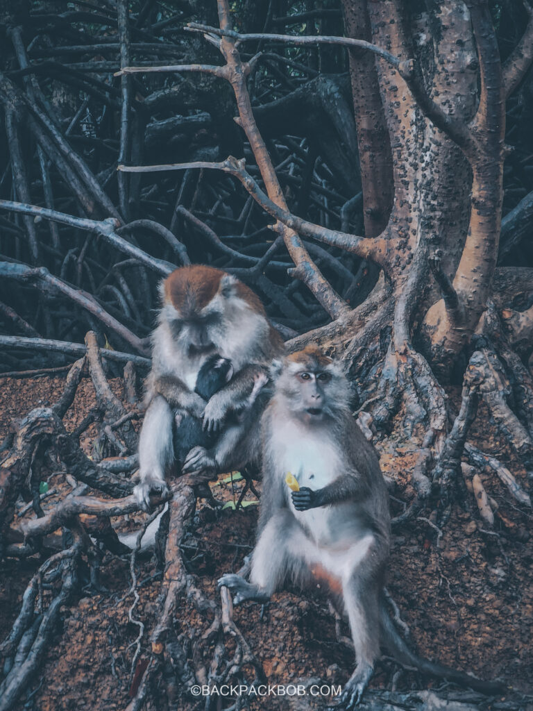 two monkeys eating bananas on langkawi boat tour in mangroves