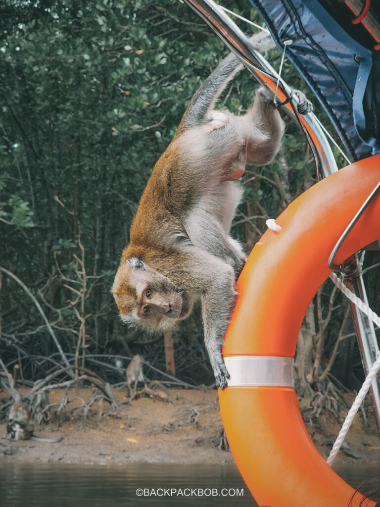 Monkey climbing onto a boat with tourists in kilim geoforest park