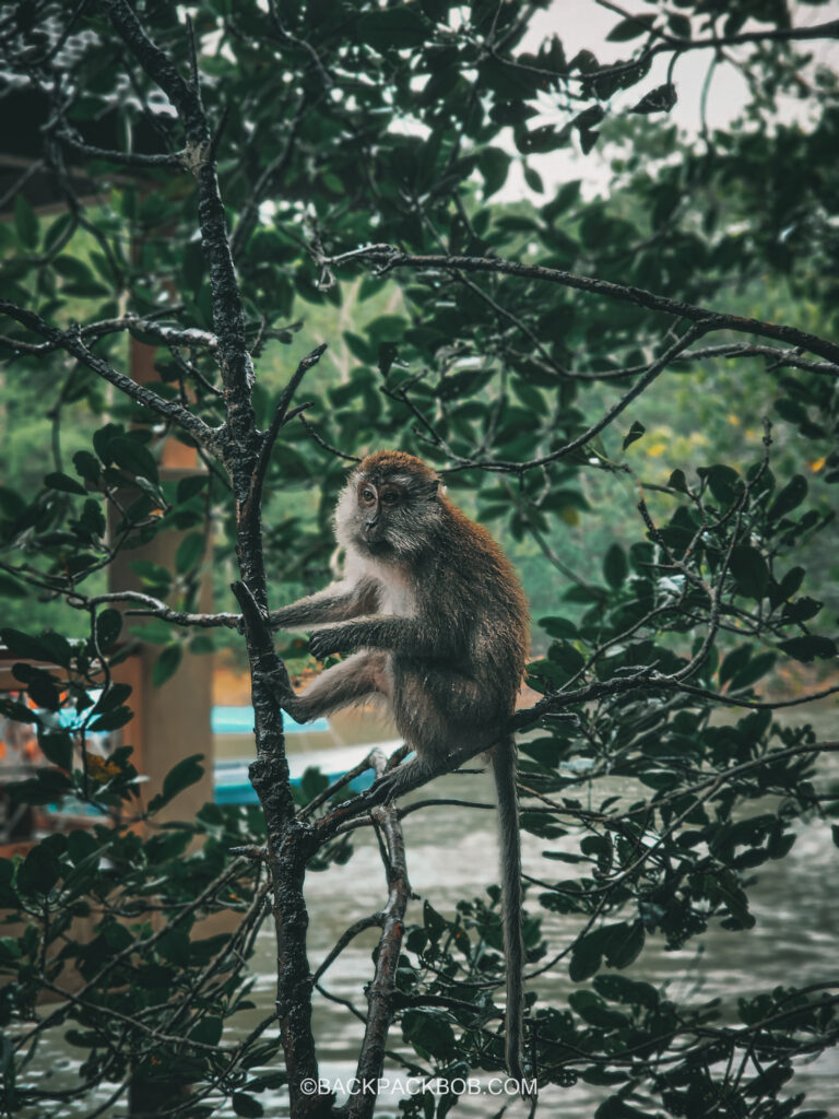 Monkey sitting in the trees on langkawi mangrove kilim geopark tour