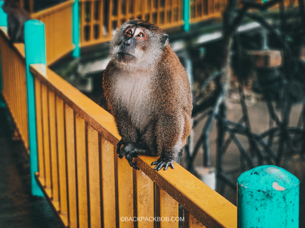 Monkey seen in the bat cave at Langkawi Mangrove Tour