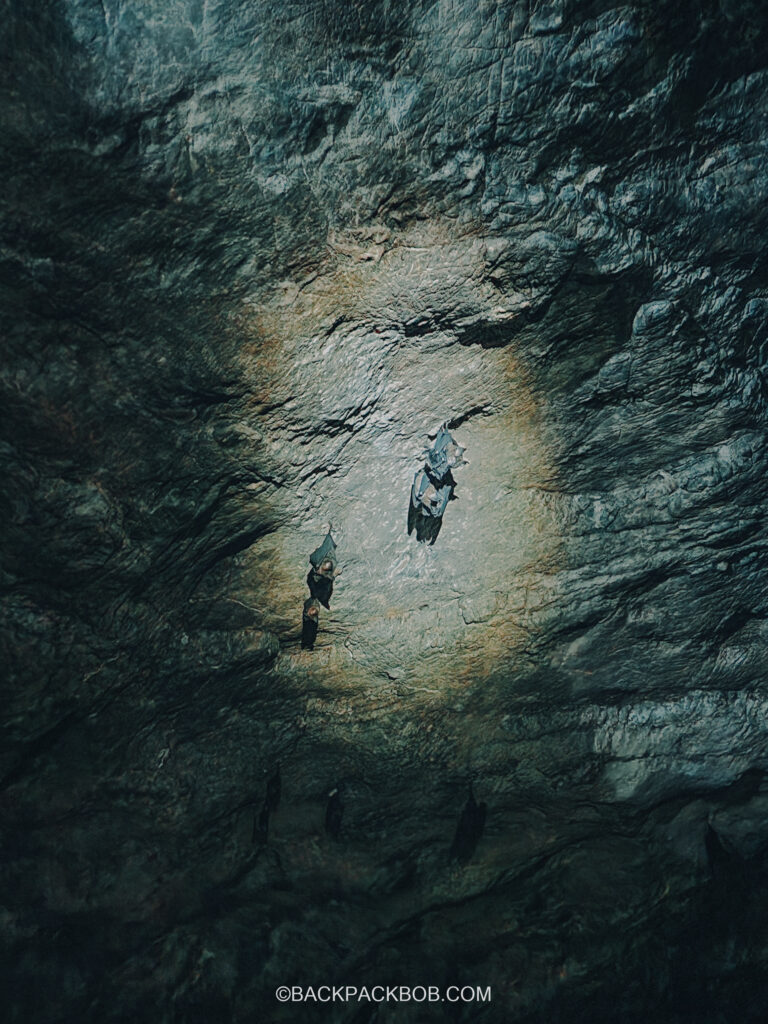 Bats hang from the cave ceiling in langkawi
