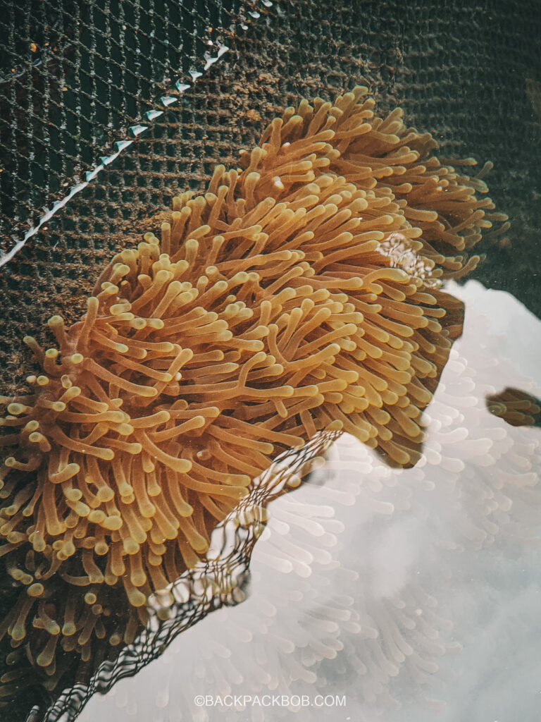 artificial coral reef on langkawi fish farm