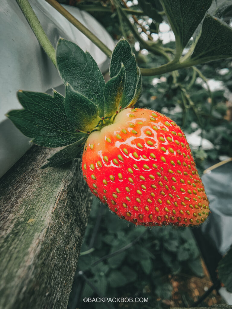 Strawberry picking on the Malaysia itinerary but there is only one bright red strawberry on the vine in the cameron highlands