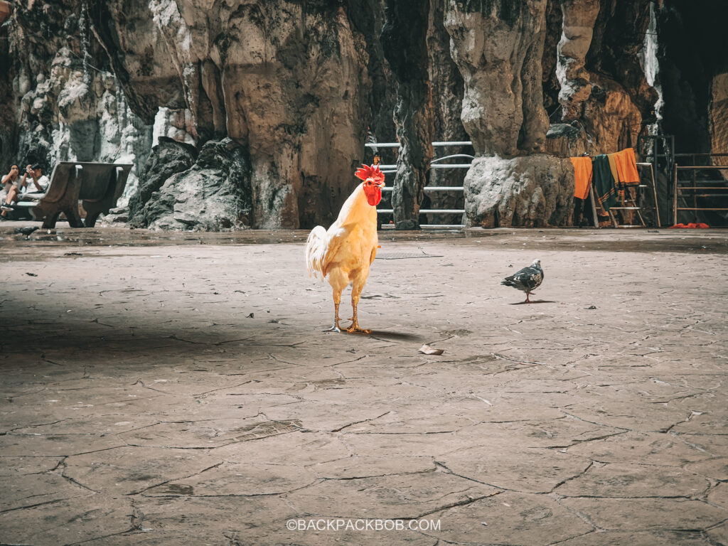 A chicken is strutting around freely in the Kuala Lumpur Batu Cave