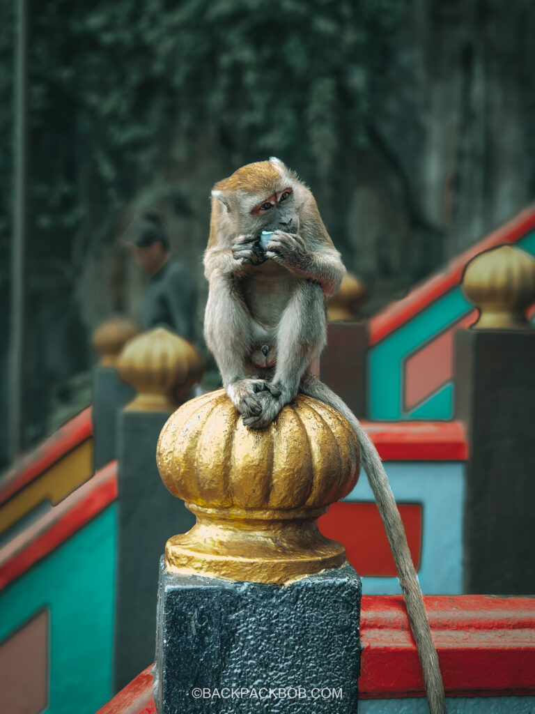 A monkey is sat on the iconic Batu Caves Stairs colorful stairs and monkey with food
