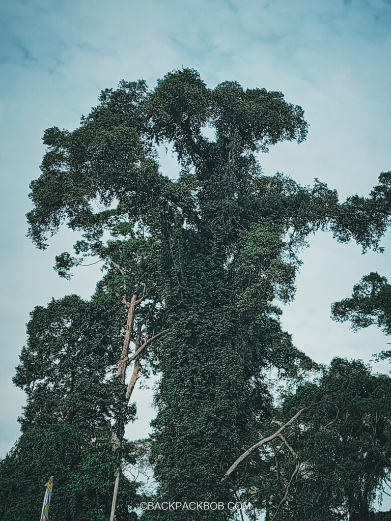 A tree in the Borneo Rainforest