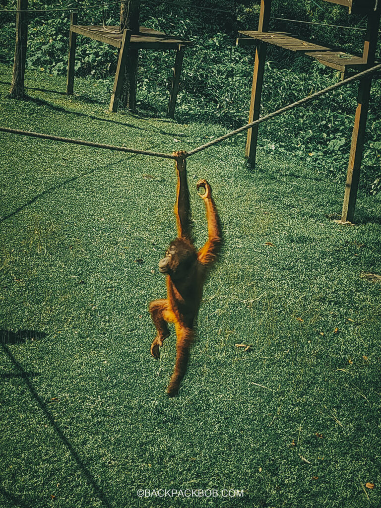 A young Orangutan at Sepilok Orangutan Rehabilitation Center in Sepilok Sandakan Sabah Malaysia is swinging from the ropes above the trees