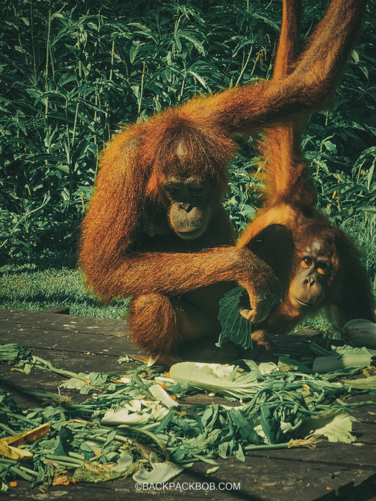 A Juvenile Orangutan at the Sepilok Orangutan Rehabilitation Center in Sepilok Sandakan Sabah Malaysia he is in the outdoor nursery and is looking at the food left out for him on the feeding platform