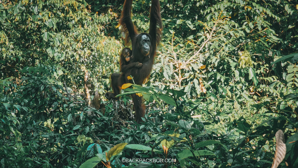 A hairy Orangutan is in the wild in the Borneo Malaysia rainforest