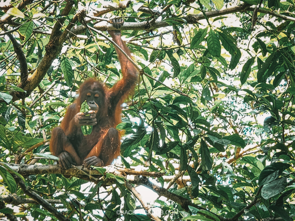 A confused Orangutan is sat in the tree branches and looking at a leaf in Malaysian Borneo