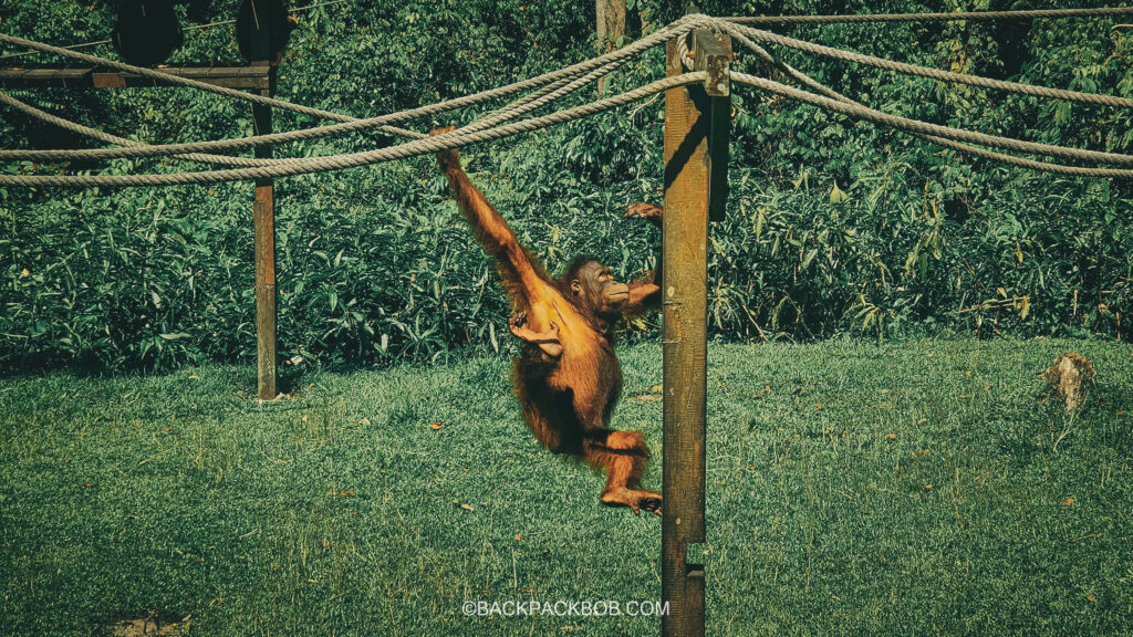 An Orangutan in a Borneo Sanctuary is swinging from the ropes
