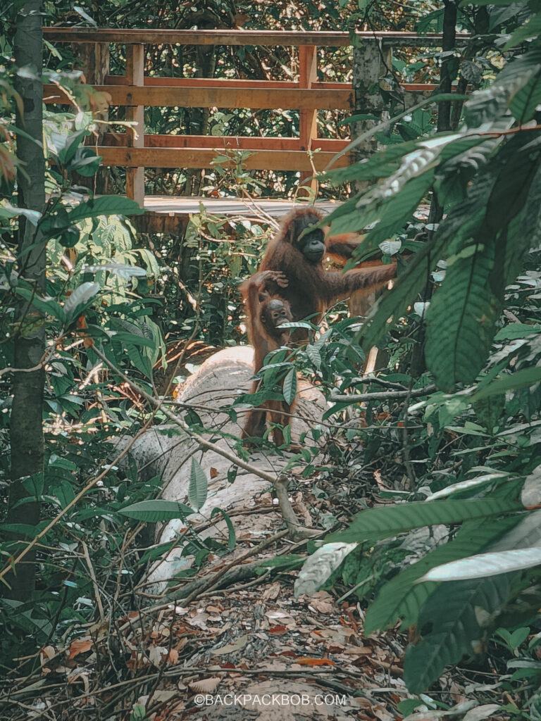 A mother and a baby Orangutan are close to tourist in the Sepilok Orangutan Center. Th baby is stood on the back legs and waving to us as we take a photo of her