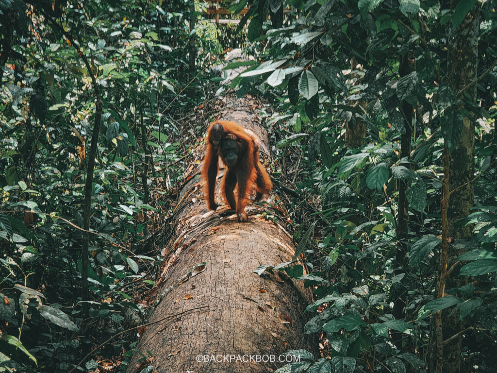 Up close with the Orangutans in Malaysian Borneo