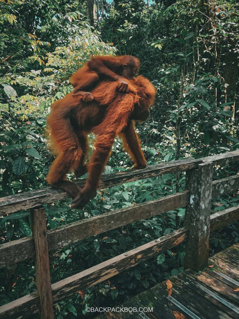 Malaysian Borneo Orangutan is on the boardwalk with a baby orangutan