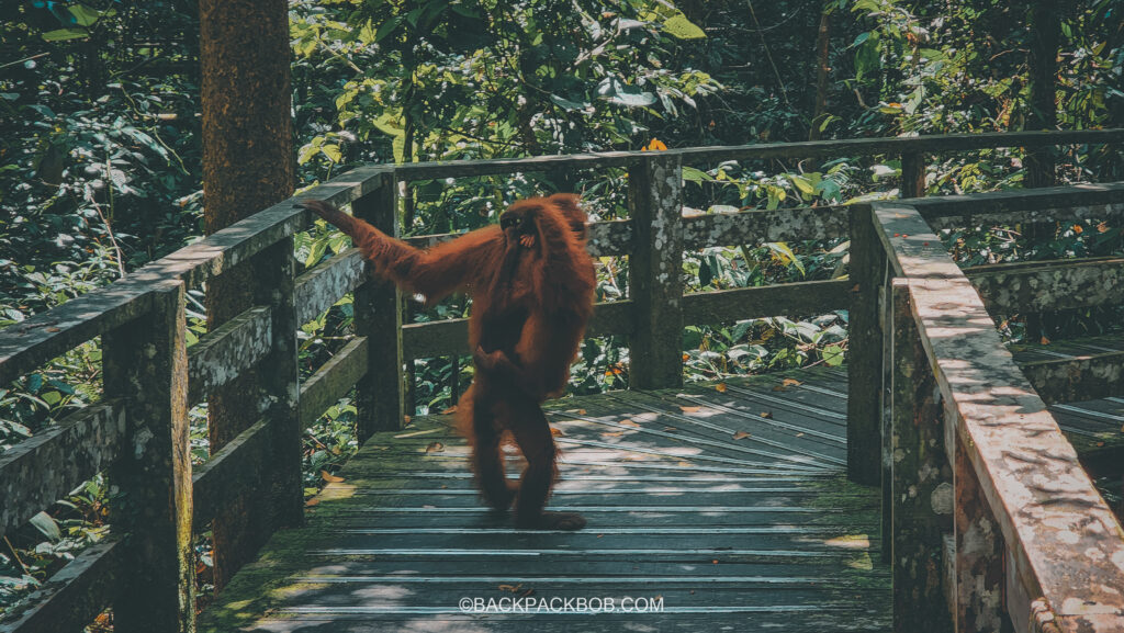 Sepilok Orangutan center without crowds of tourists