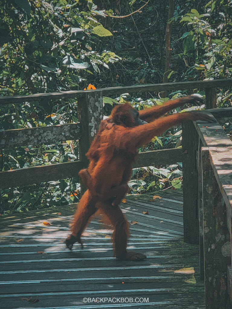 An Orangutan at Sepilok Orangutan Rehabilitation Center in Sepilok Sandakan Sabah Malaysia climbs over the fence with a baby clinging to the mother