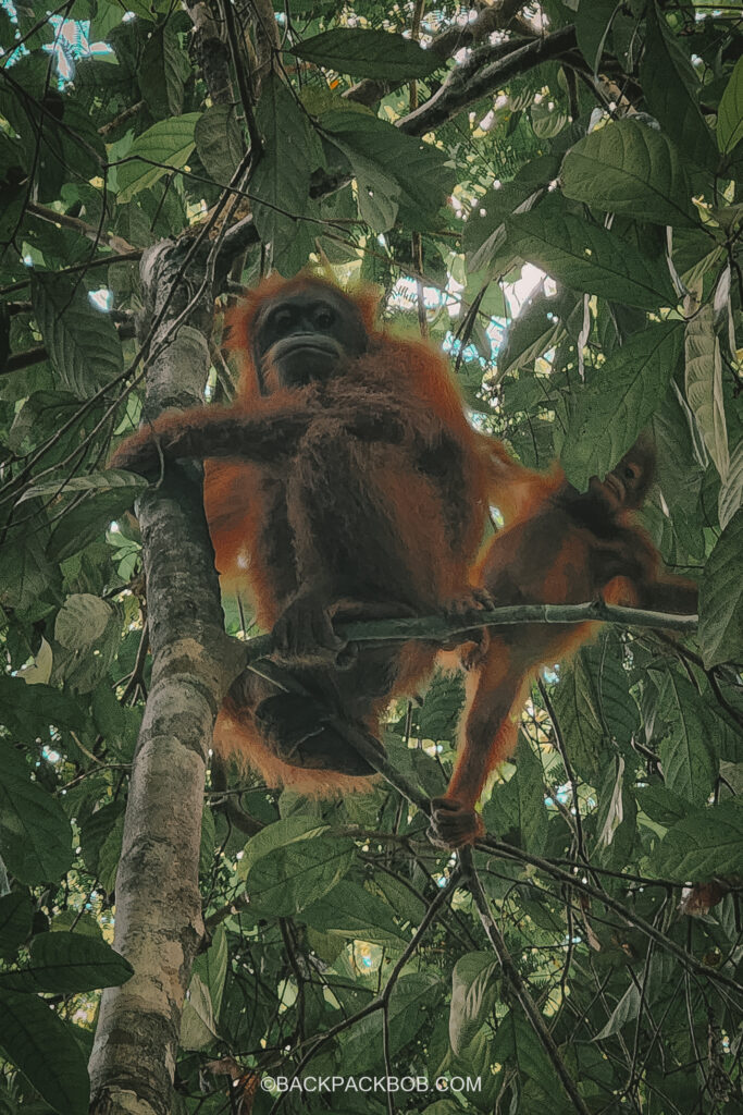 An Orangutan sitting in the tree in Malaysian Borneo it was a highlight of the Malaysia itinerary in the photo there are two orangutans a mother and her baby who is stood on a tree branch next to mum