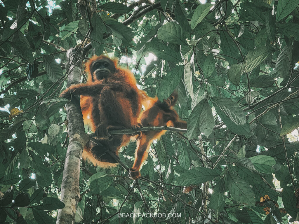 Orangutan and baby orangutan in the tree at Sepilok Orangutan Rehabilitation Center in Sepilok Sandakan Sabah Malaysia
