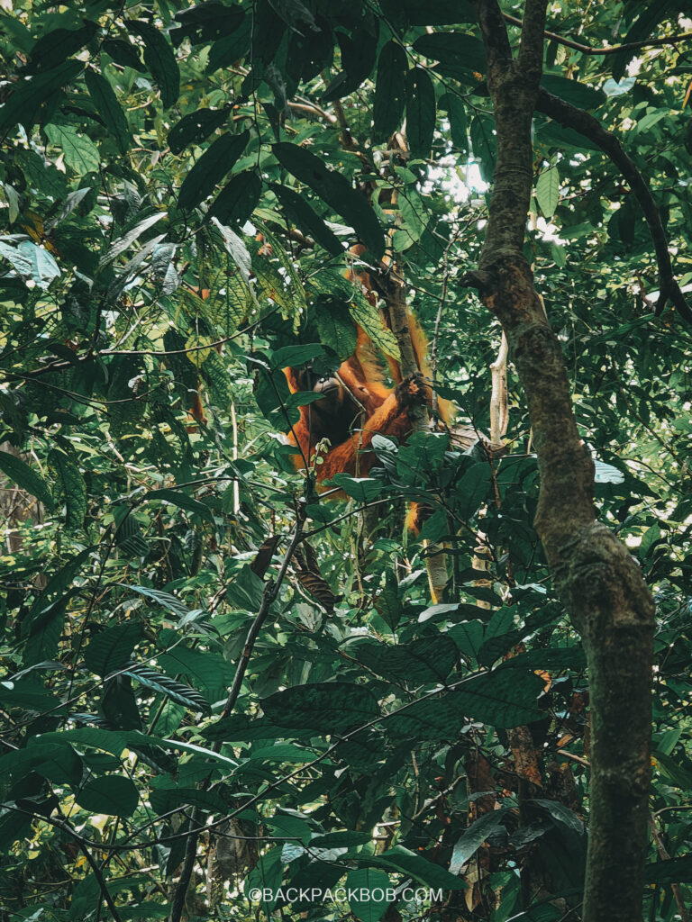 An orangutan in the wild in a tree in the Borneo Rainforest in Sabah