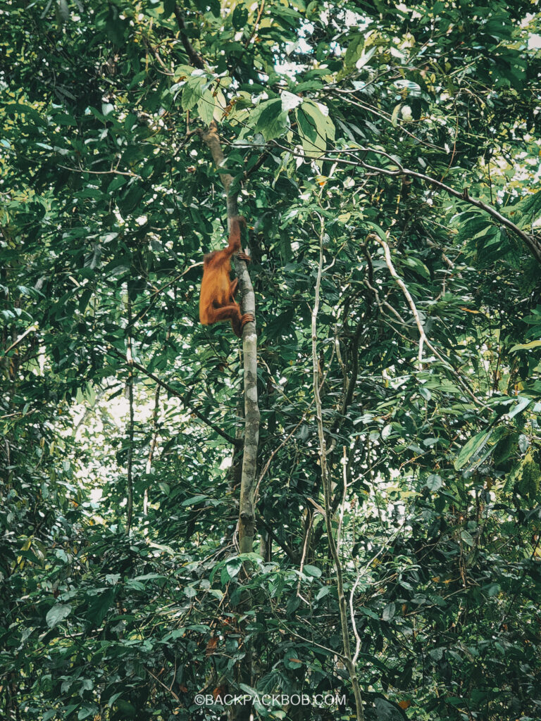 In the Borneo rainforest you can see a wild Orangutan climbing the tree