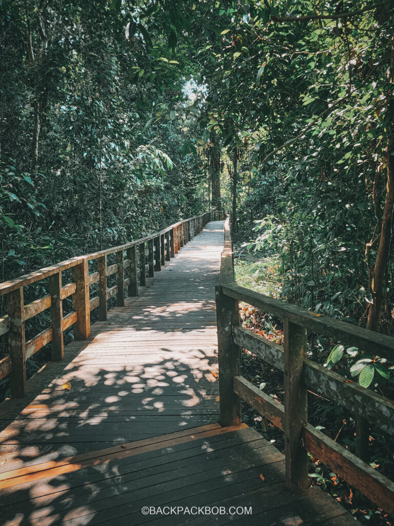 The walkway footpath for humans to access the Borneo Sabah rainforest