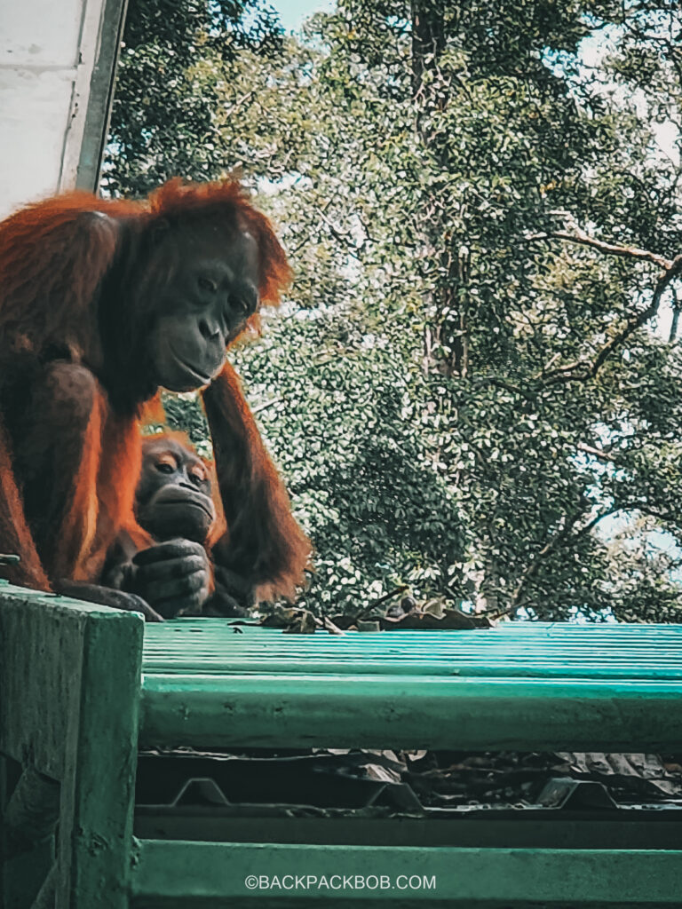 A pair of Orangutans are sitting on the roof of the Sepilok Orangutan Rehabilitation Center in Sepilok Sandakan Sabah Malaysia