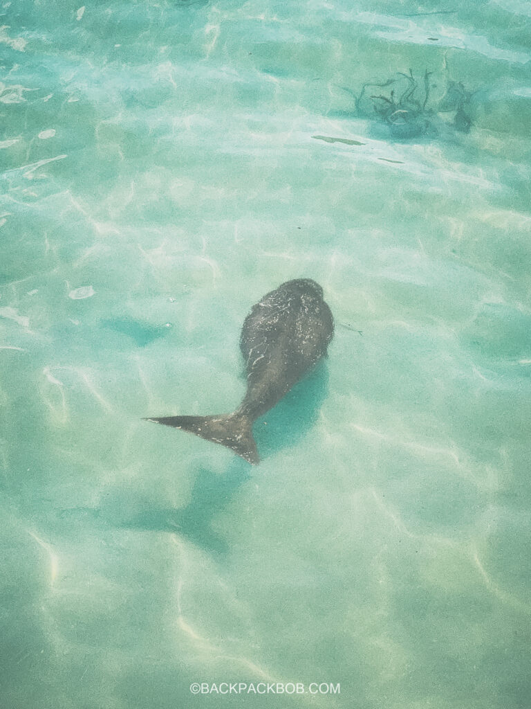 A Dugong is swimming in the ocean on the beach at Pawapi Koh Mook