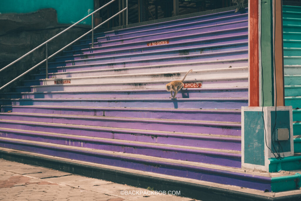 A wild monkey at the Batu Caves is seen running down the colorful purple Staircase