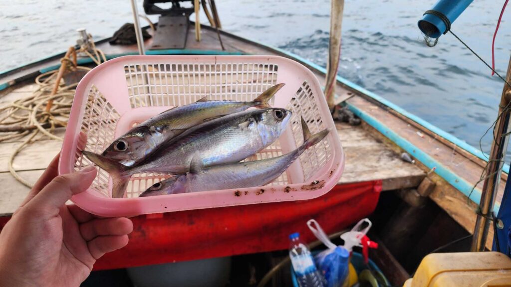 mackerel caught on fishing trip in phi phi islands thailand